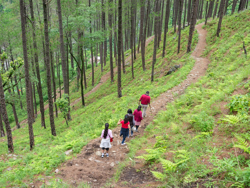 Morning jungle trekking through pine forest