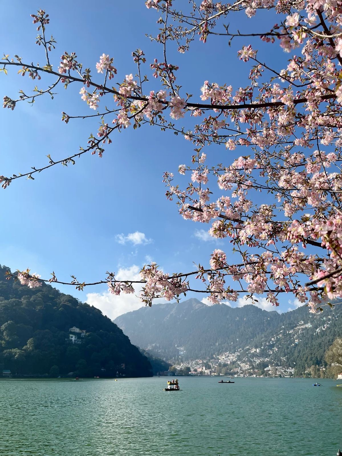 Naini Lake with cherry blossoms — romantic Nainital